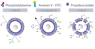 Annexin V Accessory Reagents