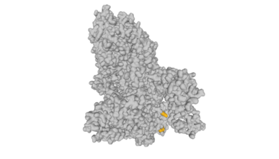 SARS-CoV-2 Spike protein homotrimer structure (PDB accession code 6VSB).2 SARS-CoV-2 Spike protein