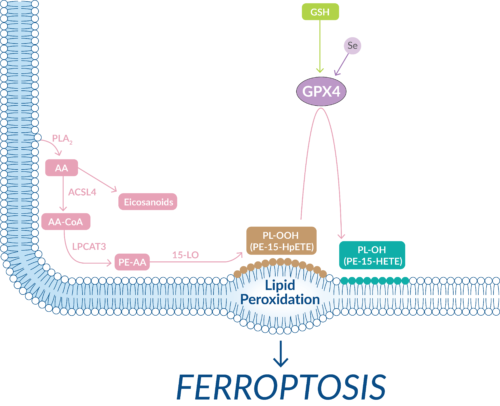 Membrane-bound lipid peroxidation