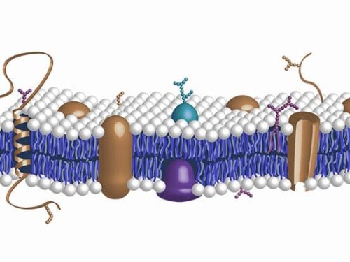 Glycobiology-Research-area Glycobiology research
