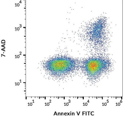 Annexin V – purified and fluorescently labelled
