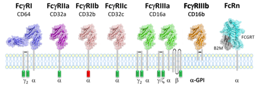 Gamma Proteins