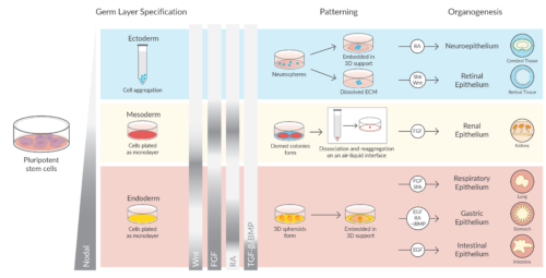 Organoid Culture