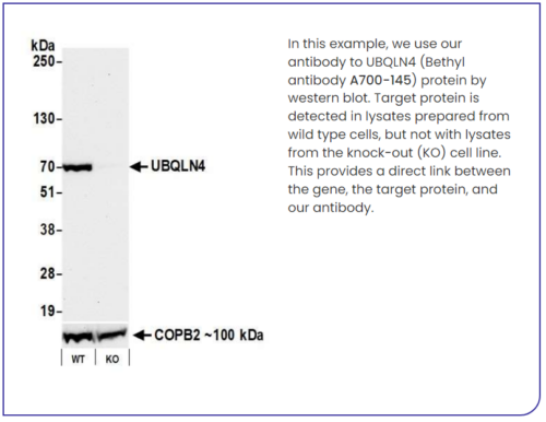 Bethyl Genetic Strategies