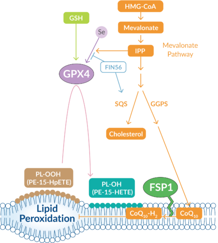 MVA pathway
