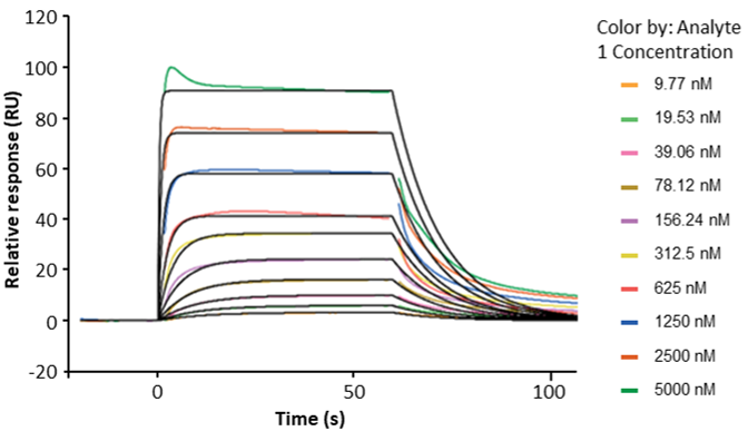 Their Human FcRn (FCGRT-B2M) heterodimer protein: SPR