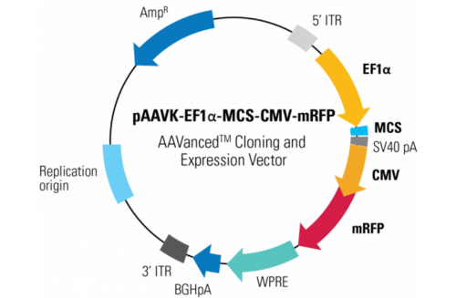 paavk-ef1-alpha-mcs-cmv-mrfp