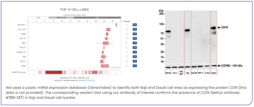 Bethyl Orthogonal Characteristics