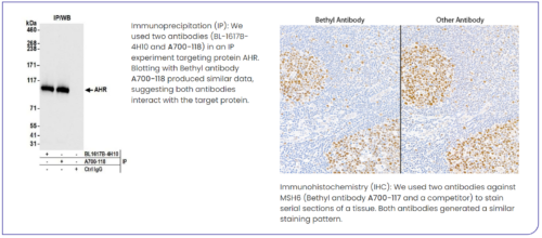 Bethyl Independent Antibodies